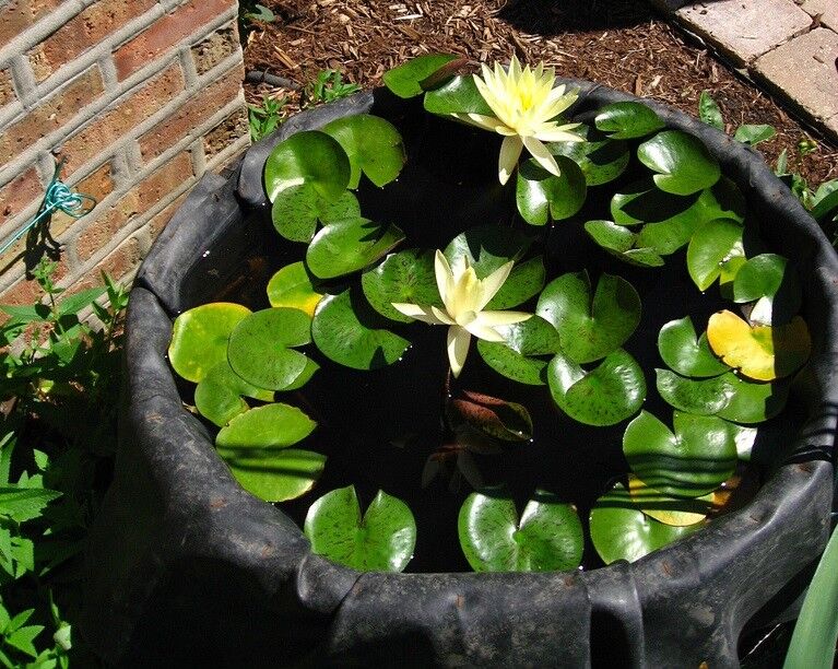MAKE A MINI WATER GARDEN IN A TUB - gardenpicsandtips.com