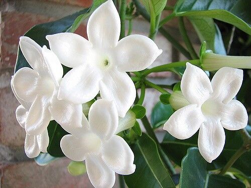 HOW TO GROW MADAGASCAR JASMINE - gardenpicsandtips.com