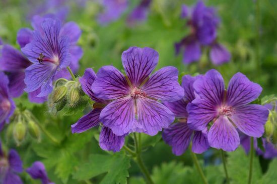 8 Perennial Flowers For Summer Long Blooms In Shade - gardenpicsandtips.com